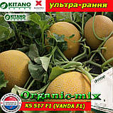 Насіння, диня КС 517 F1 (Ванда F1 / Vanda F1), ультрарання, ТМ Kitano Seeds (Нідерланди), фото 3