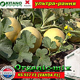 Насіння, диня КС 517 F1 (Ванда F1 / Vanda F1), ультрарання, ТМ Kitano Seeds (Нідерланди), фото 4