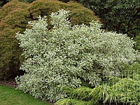 Дерен білий Элегантісіма Р9/ Cornus alba Elegantissima