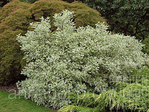 Дерен белый Элегантиссима Р9 / Cornus alba Elegantissima - фото 1 - id-p247393609