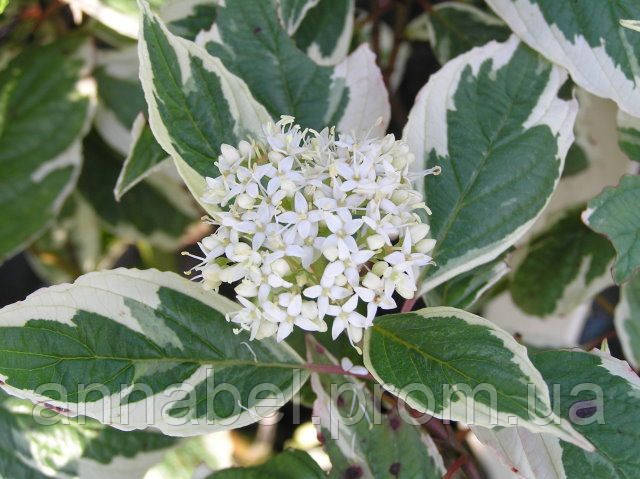 Дерен білий Элегантісіма Р9/ Cornus alba Elegantissima - фото 2 - id-p247393609