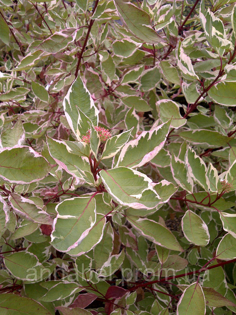 Дерен білий Элегантісіма Р9/ Cornus alba Elegantissima - фото 5 - id-p247393609