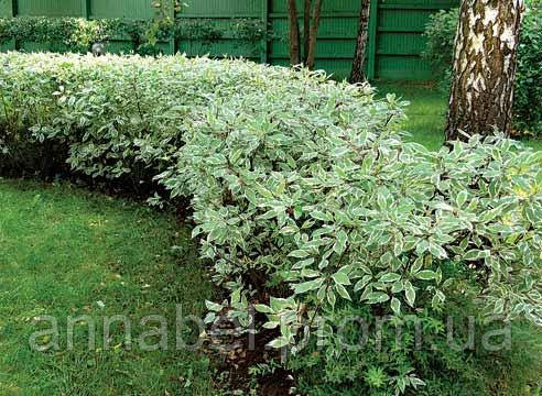 Дерен білий Элегантісіма Р9/ Cornus alba Elegantissima - фото 6 - id-p247393609