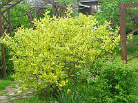 Дерен белый Гоучалти / Cornus alba Gouchaultii