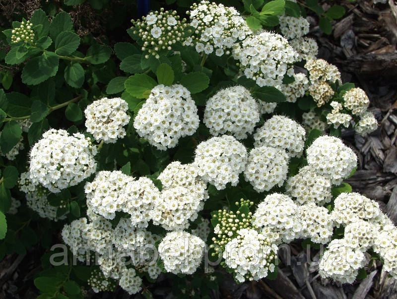 Спирея березолистная Тор / Spiraea betulifolia Tor - фото 5 - id-p245575534