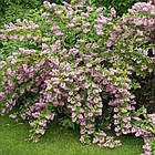 Саджанці Дейції гібридної Строберри Філдс (Deutzia hybrida Strawberry Fields) Р9, фото 3