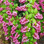 Саджанці Дейції гібридної Строберри Філдс (Deutzia hybrida Strawberry Fields) Р9, фото 3