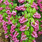Саджанці Дейції гібридної Строберри Філдс (Deutzia hybrida Strawberry Fields) Р9, фото 4