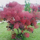 Саджанці Скумпії Звичайної (Cotinus Coggygria) Р9, фото 2