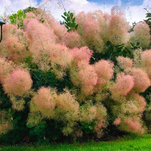 Саджанці Скумпії Звичайної (Cotinus Coggygria) Р9