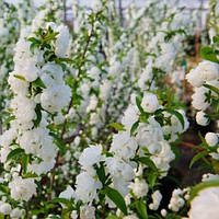 Саженцы Миндаля декоративного трёхлопастного Белый парус (Prunus triloba)