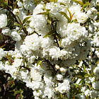 Саджанці Мигдалю декоративного трилопатевого Білий парус (Prunus triloba), фото 2