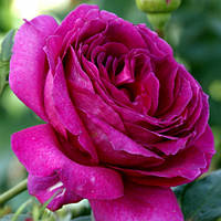 Саженцы роз «Саманта» (чайно-гибридных)