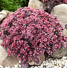 Саджанці Очитку Санспарклер Плам Даззлд (Sedum Sunsparkler Plum Dazzled) Р9, фото 2