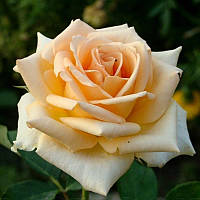 Саженцы роз «Версилия» (чайно-гибридных) ЗКС