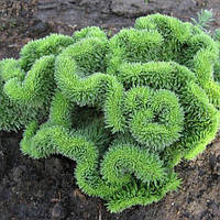 Саженцы Очитка отогнутого гребенчатого Кристатум (Sedum reflexum Cristatum) Р9