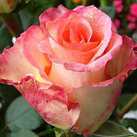 Саженцы роз «Дуэт» (чайно-гибридных) ЗКС