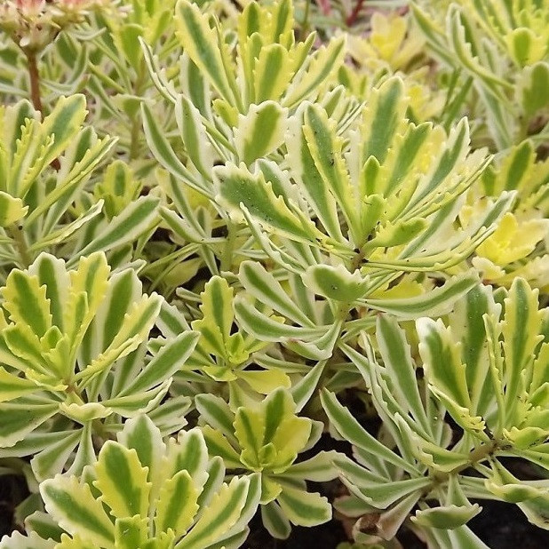 Саджанці Очитку Міддендорфа (Sedum Middendorfianum) Р9