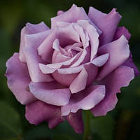 Саженцы роз «Шарль де Голль» (чайно-гибридных) ЗКС