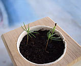 Живий куб Лаванда з написом "Ти весна", фото 4