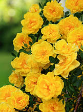 Роза Gold Beauty (Голд Б'юті) в'юнка 1 саджанець