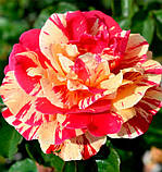 Троянда Vanille Fraise (Ваніль Фрейз) плетиста 1 сажінець, фото 7