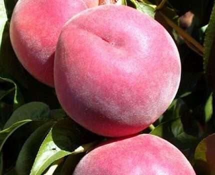 Саджанці персика Екстрім 6 (дворічний), фото 1