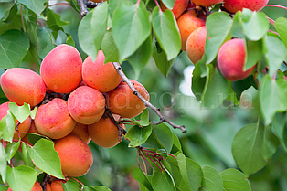 Абрикос Фарбелі (Farbaly)