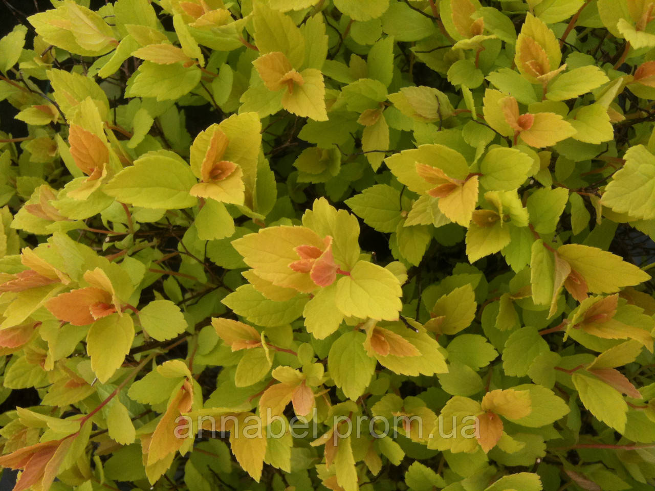 Спирея японская Голдмаунд / Spiraea japonica Goldmound - фото 2 - id-p245769795