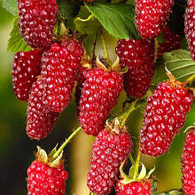 Ежемалина Логанбері (Loganberry)