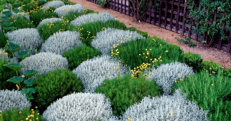 Багаторічні садові