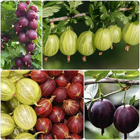 Саджанці агрусу