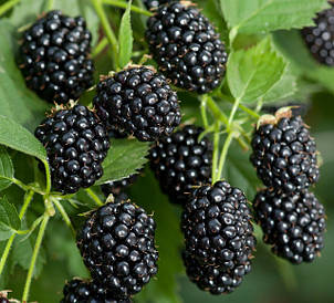 Саджанці Ожини