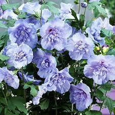 Гібіскус сирійський Blue Chiffon (саджанці), фото 4