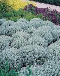 Сантолина Сһамаесурагіѕѕиѕ (саджанці)