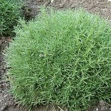 Сантолина Rosmarinifolia (саджанці), фото 1
