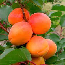 Саджанці абрикоса БЕЛЛА ДИАМОЛА