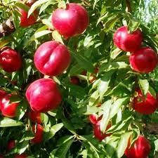 Саджанці нектарина ФАНТАЗІЯ