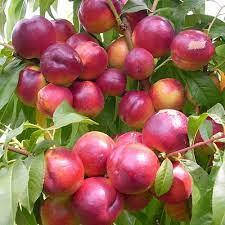 Саджанці нектарина СМАК ТОП