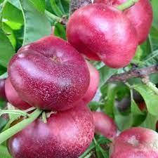 Саджанці нектарина АЛИТОП