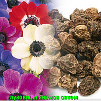 Цибулини анемон оптом