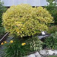 Саджанці Дерена білого Спаети (Cornus alba Spaethii)