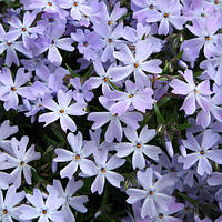 Саджанці Флокса шилоподібного Емеральд Кюшон Блю (Phlox subulata Emerald Cushion Blue)