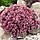 Саджанці Очитку Санспарклер Плам Даззлд (Sedum Sunsparkler Plum Dazzled), фото 3