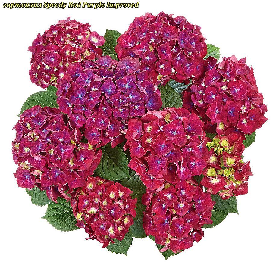 Гортензія крупнолистная Speedy Red Purple Improved C2, фото 1