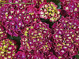 Гортензія крупнолистная Speedy Red Purple Improved C2, фото 2