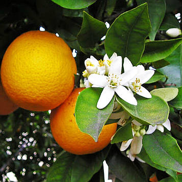Саджанці апельсина Гамлин 2-річний (Hamlin) - ранній, холодостійкий, солодкий