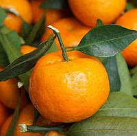 Саджанці мандарина Мандариновий рай (Mandarin paradise) 2-річний, ароматний, соковитий