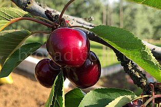 Черешня Гігант Ред (Giant Red)