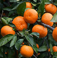 Саженцы мандарина Сатсума (Satsuma) 2-летний - сладкий, ароматный, сочный.